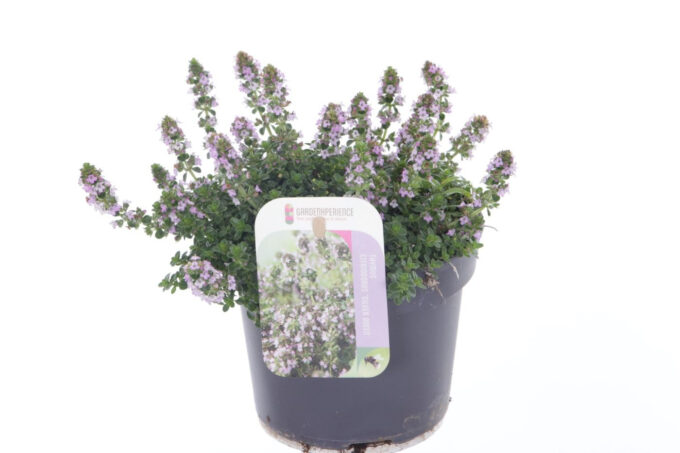 Thymus citr. Silver Queen