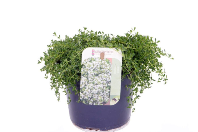 Thymus praecox Albiflorus