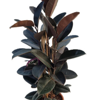 Ficus abidjan
