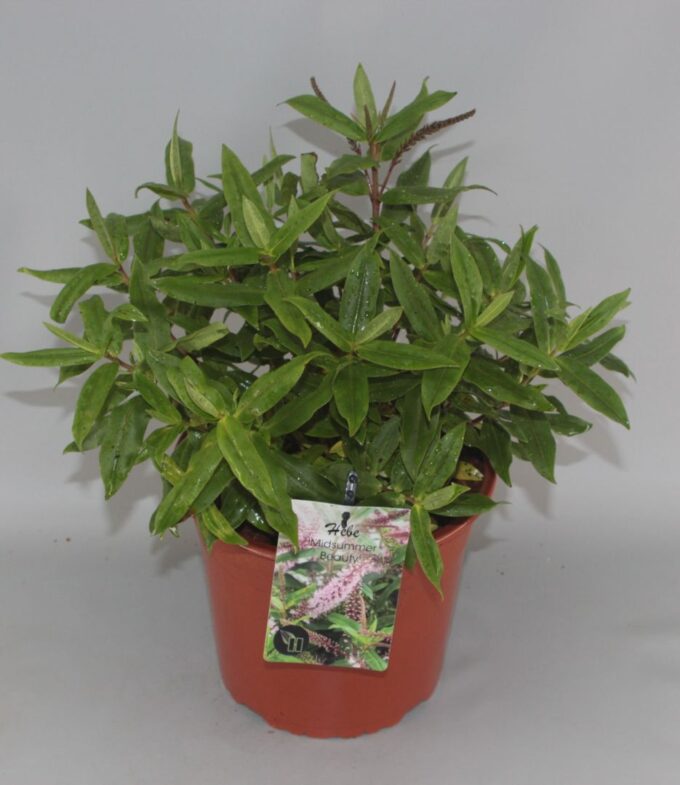 Hebe 'Midsummer Beauty' C5