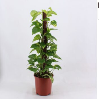 Epipremnum Aureum