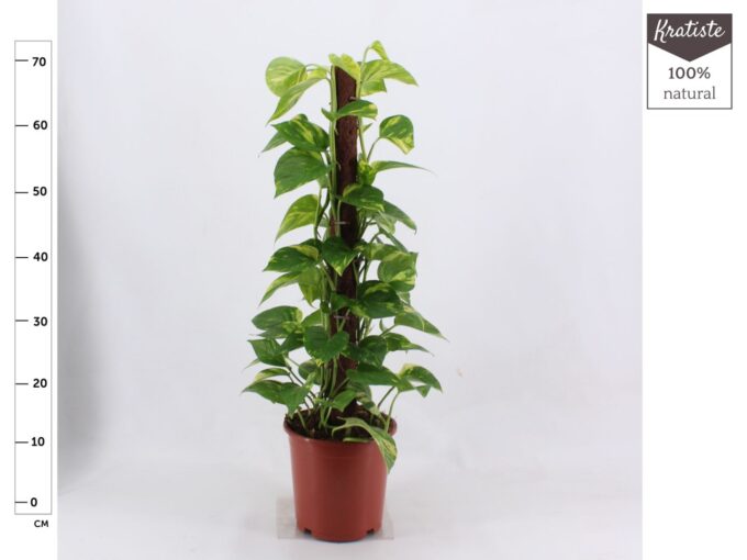 Epipremnum Aureum