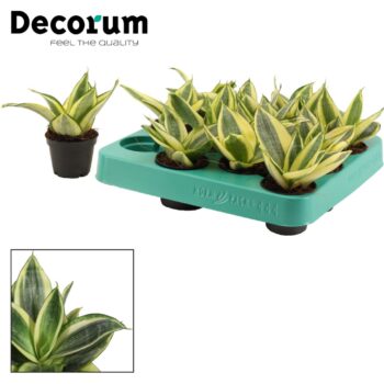 Sansevieria Golden Hahnii