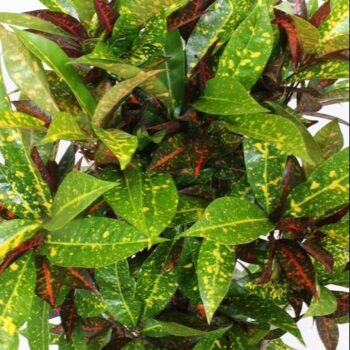 Codiaeum Freckles