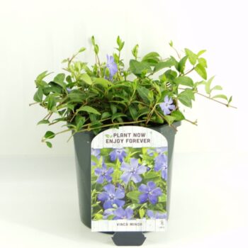 Vinca minor