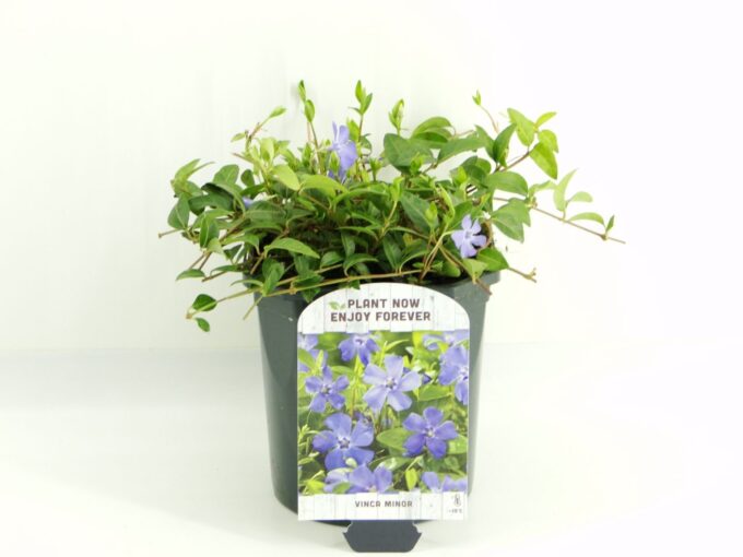 Vinca minor