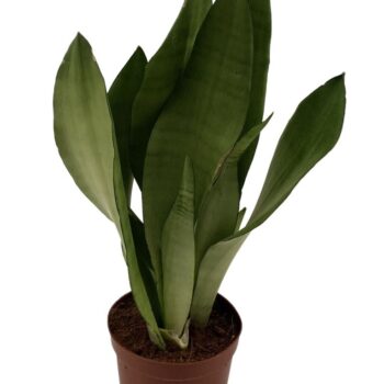 Sansevieria Moonshine 3PP