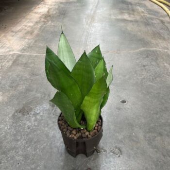 Sansevieria Moonshine