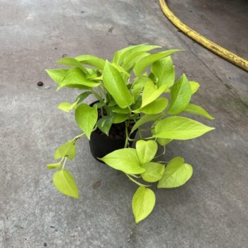 Scindapsus Golden Pothos