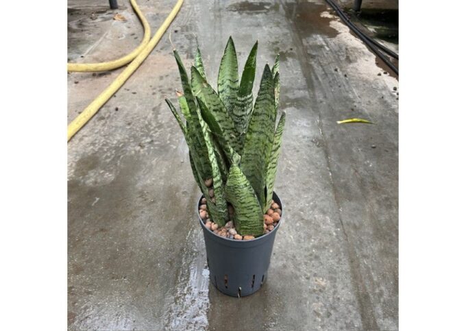 Sansevieria zeylanica 15/19 h40