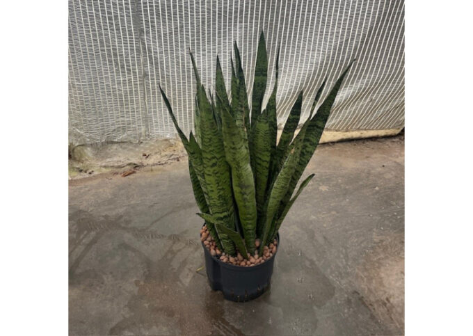 Sansevieria zeylanica 25/19 h70/80