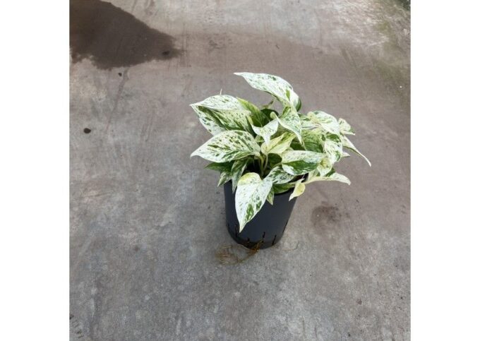 Scindapsus Marble Queen