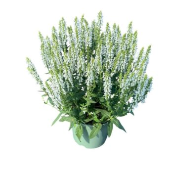 Salvia nem. 'Schneehugel'