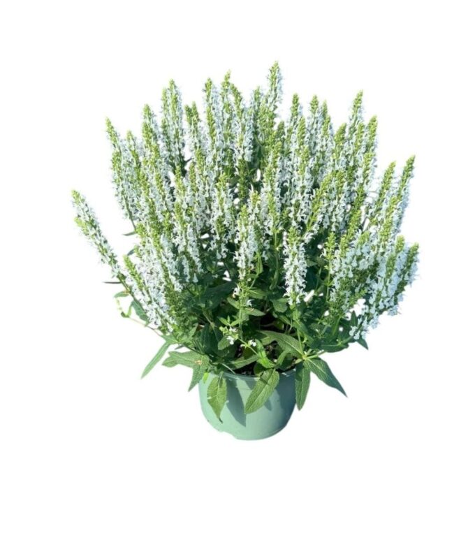 Salvia nem. 'Schneehugel'