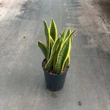 Sansevieria Laurentii