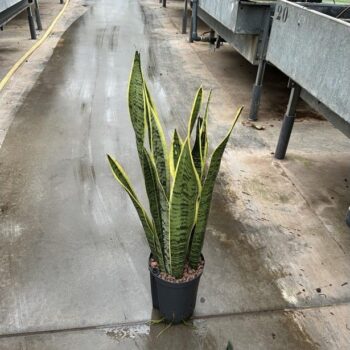 Sansevieria laurentii 15/19 h65