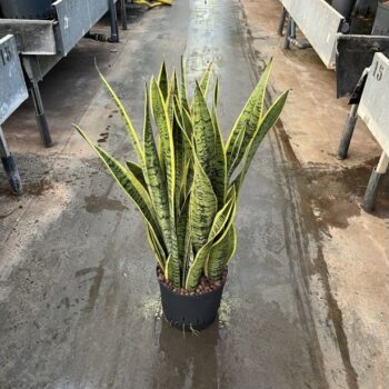 Sansevieria laurentii 22/19 h75/80