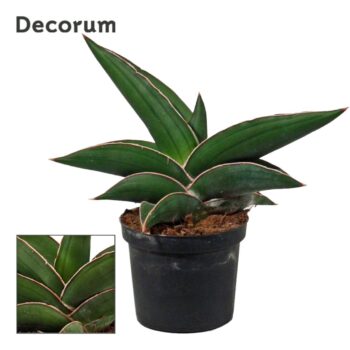 Sansevieria Samurai
