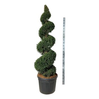 Taxus baccata