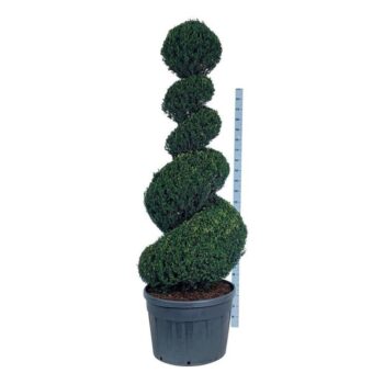 Taxus baccata