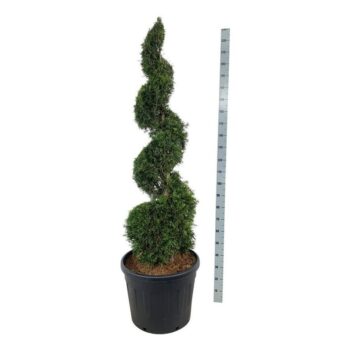 Thuja occ. 'Smaragd'