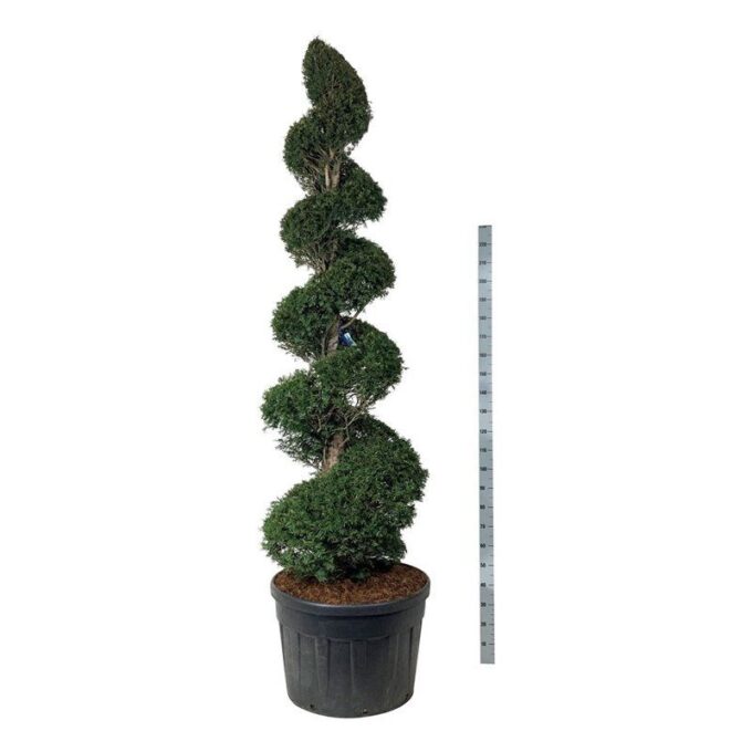 Taxus baccata