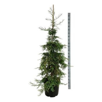 Sequoia sempervirens 'Silver Ghost'