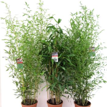 Bamboo mix