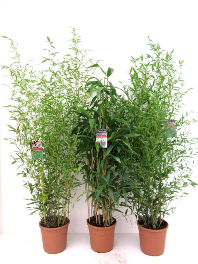 Bamboo mix