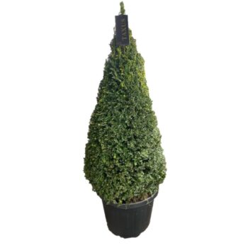 Taxus baccata