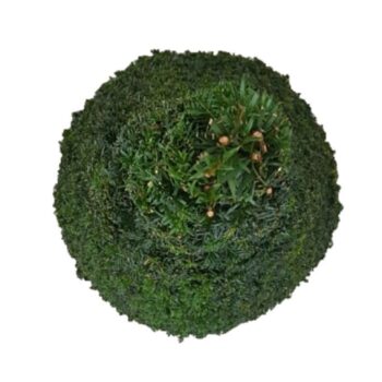 Taxus baccata