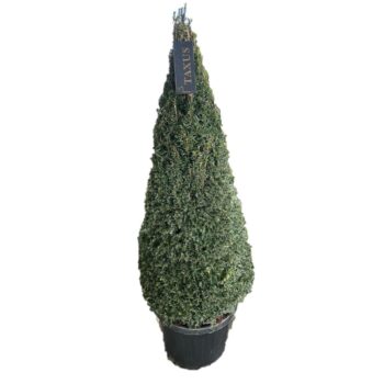 Taxus baccata