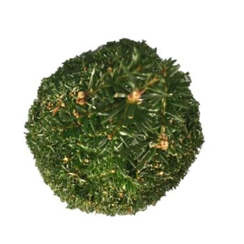 Taxus baccata