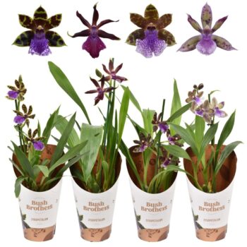 Zygopetalum Mix 3+