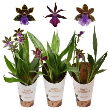 Zygopetalum Mix 4+