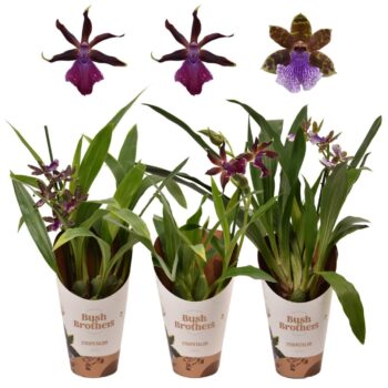 Zygopetalum Mix 5+