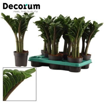 Zamioculcas Zenzi