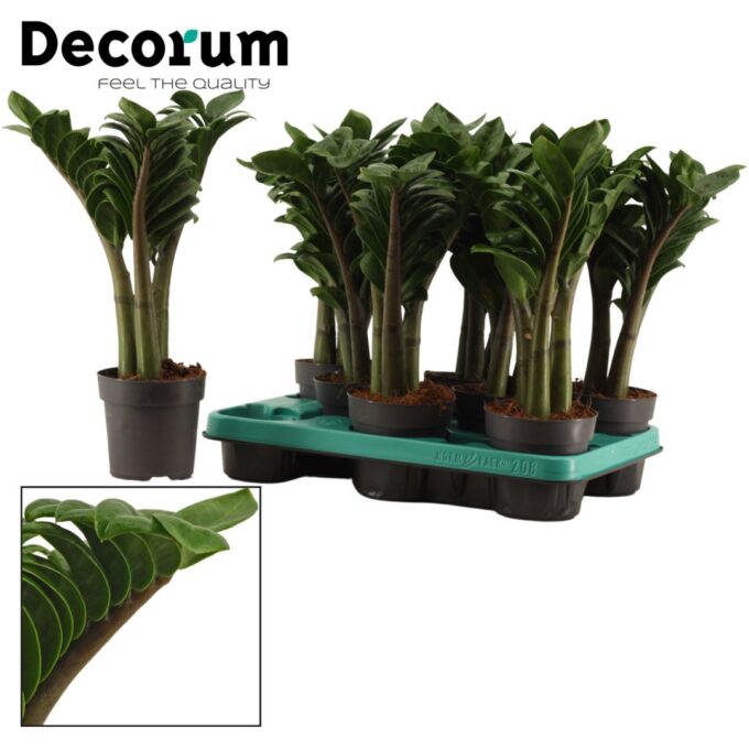 Zamioculcas Zenzi