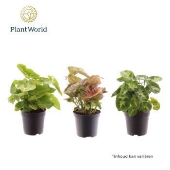 Syngonium mix