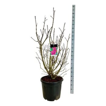 Syringa v. 'And. an Ludwig Späth'