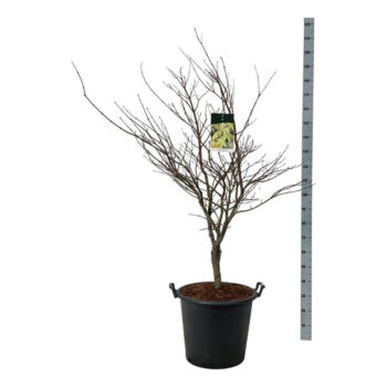 Acer pal. 'Osakazuki'