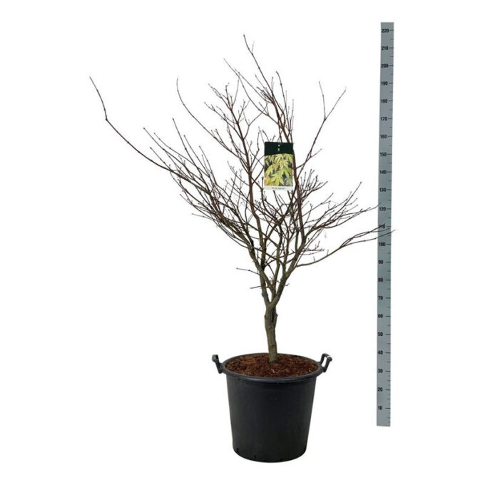 Acer pal. 'Osakazuki'