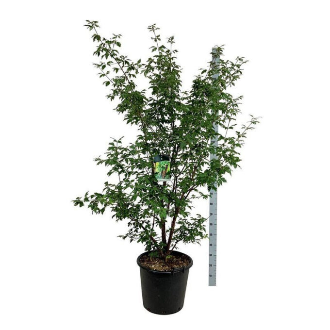 Acer griseum