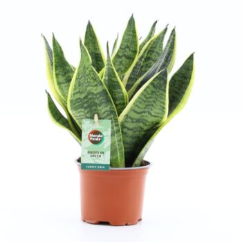 Sansevieria 'Futura Superba'