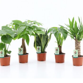 Tropic Mix