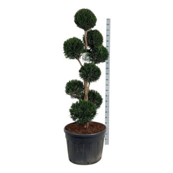 Taxus baccata