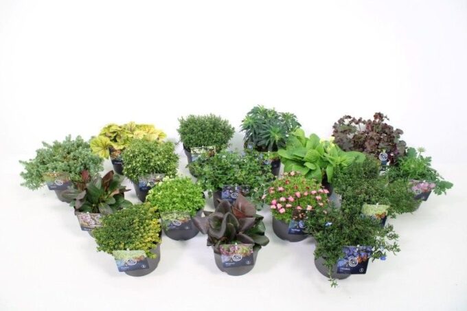 Vaste planten mixlaag