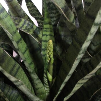 Sansevieria Diamond Green