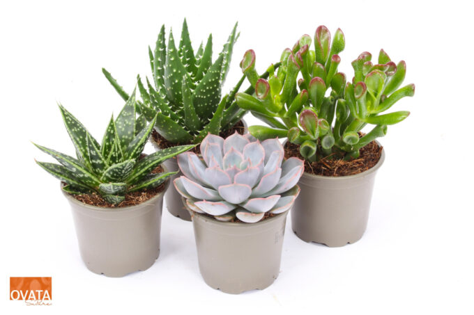 Succulent mix 8,5 UK - NON CITES