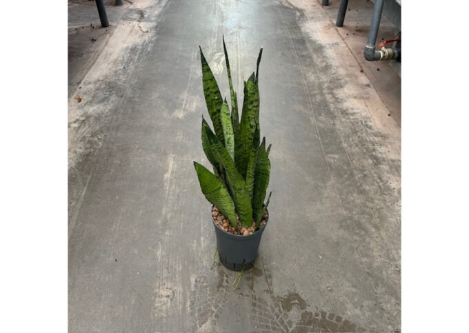 Sansevieria zeylanica 15/19 h60/70